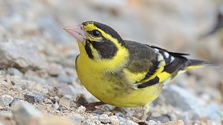 Verdier de l'Himalaya (Chloris spinoides)