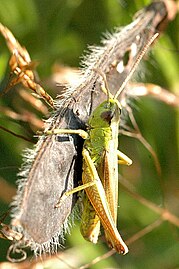 Chorthippus montanus