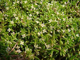 Watercrassula