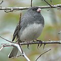 Dark-eyed Junco