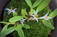 Dendrobium nanarauticola