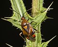 Deraeocoris ruber, oval og rød orange. Funnet bare lengt sørøst i Norge.