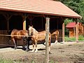 Međimurje horse stud farm in the nearby village of Žabnik