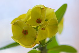 EuphorbiaMiliiBloomPlant3.jpg