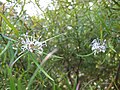 Miniatura para Grevillea linearifolia