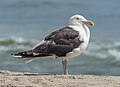 Image 110Great black-backed gull in Quogue, NY