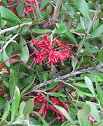 Grevillea oleoides