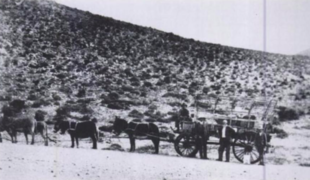 Hans Herre collecting in the Richtersvelt (South Africa).png