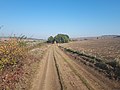 Feldweg von Harsány nach Vatta