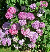 Hortensia (Hydrangea macrophylla)