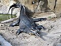 圣地亚哥动物园的雄性恒河鳄