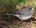 Dark-eyed Junco