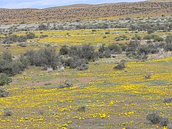 Karoo a la primavera prop de Laingsburg