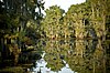 Cypress trees covered in moss in reflective water