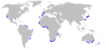 Phạm vi phân bố cá mập yêu tinh (màu xanh)