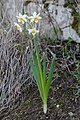 * Nomination Narcissus tazetta --Gidip 11:35, 27 November 2011 (UTC) * Decline Lack of sharpness IMO.--Jebulon 15:27, 4 December 2011 (UTC)