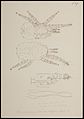Vogelmijt Dermanyssus gallinae de Geer stadium nymph I door A.C. Oudemans