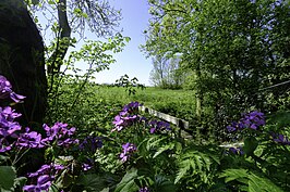 Judaspenningen aan de rand van de wierde met een doorkijkje naar het omringende landschap