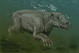 Reconstitution de Paleoparadoxia tabatai (Desmostylia)