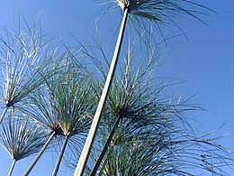 Papyrus cyperus.jpg