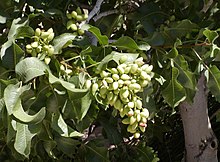 Pistacia vera Kerman.jpg