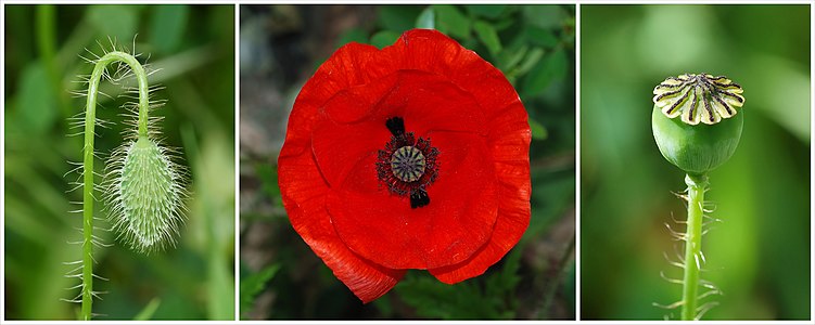 Papaver rhoeas, by Alvesgaspar