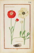 Ranonculus tripolitanus, ranonculus asiaticus, anemone simple variée, La grande cigale Rabel 1624 10.png