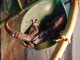 Kanarengecko