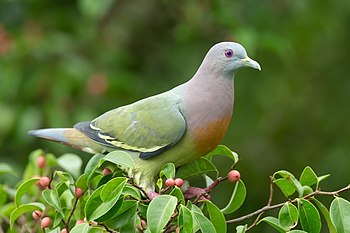 Pink-necked green pigeon