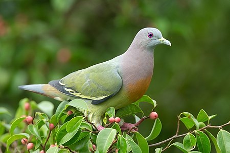 Pink-necked green pigeon, by JJ Harrison
