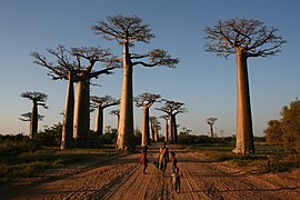 Local people on the Avenue