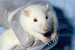 Thumbnail for Animal testing on rodents