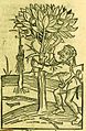 Verwendung des heppelyn zum Veredeln von Granatapfel. de Crescentiis; deutsche Ausgabe Speyer 1493