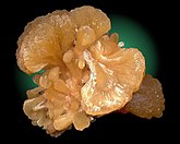 Stilbite crystal aggregates in fan shapes from Wassons Bluff, Nova Scotia.