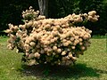 Smoketree (Cotinus coggygria)