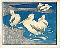 Color Woodcut: Pelicans, 1913