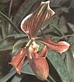 Paphiopedilum harrisianum