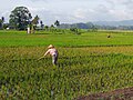 Matun pantun ngagem kokrok.