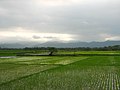 Sabin ingkang sampun rampung dipuntanemi pantun ing Dhusun Daratan, Sléman, Jogjakarta.