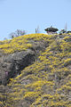 Seoul-Mount Eungbong in Spring-16