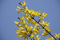 Seoul-Korean Forsythia-02