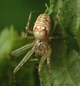 Rudeninis skylūnas (Metellina segmentata)