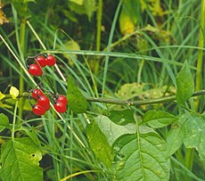 Karklavijas (Solanum dulcamara)