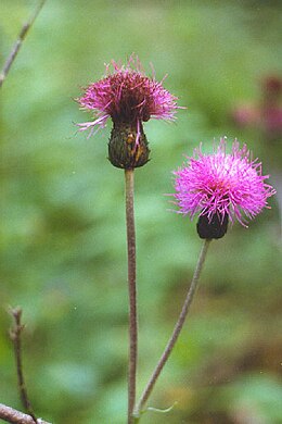 Įvairialapė usnis (Cirsium heterophyllum)