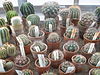 Kaktusi LU Botāniskajā dārzā