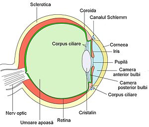 Unde scrie "umoare apoasa", este de fapt "umoare vitroasa" sau "corpul vitros". Umoarea apoasa se afla in camera anterioara si cea posterioara.