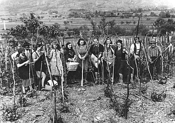 Ženske na polju v Vipaski dolini