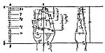 Чоловіча п'ясть руки у двох проєкціях, «Чотири книги про пропорції»