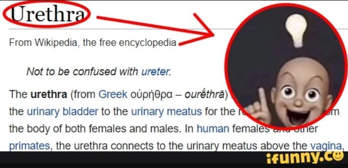 urethra wikipedia