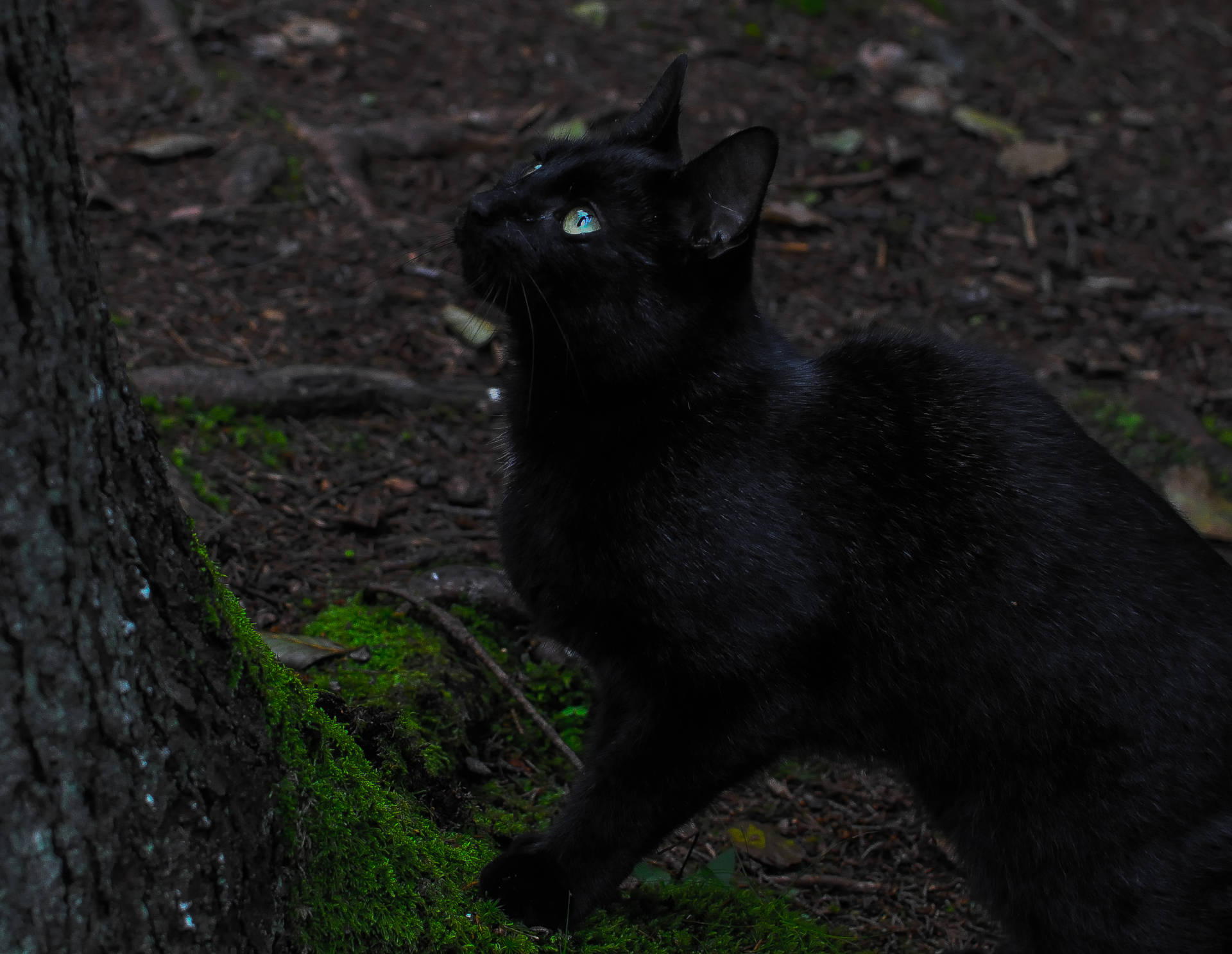 Gatoestético Negro Junto A Un Árbol Fondo de pantalla